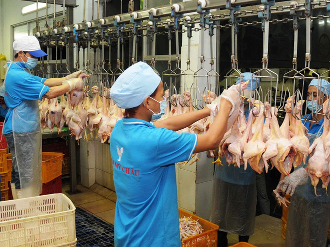 Dây chuyền giết mổ hiện đại tại Thành phố Hồ Chí Minh. (Ảnh: An Hiếu/TTXVN) Thịt gà Việt Nam gian nan tìm đường xuất khẩu sang Nhật, EU ảnh 1
