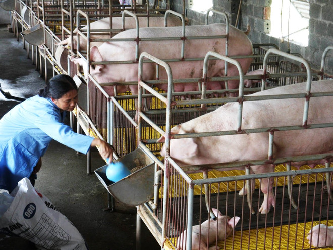 Nông hộ chăn nuôi lợn khốn đốn vì thương lái Trung Quốc giảm mua ảnh 1