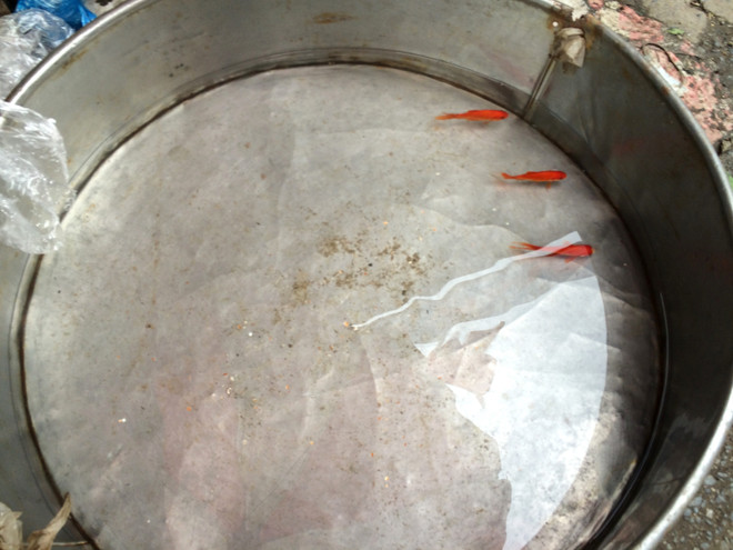 Tiểu thương bán cá chép đỏ dửng dưng 'hét giá'' ngày ông Công, ông Táo ảnh 13