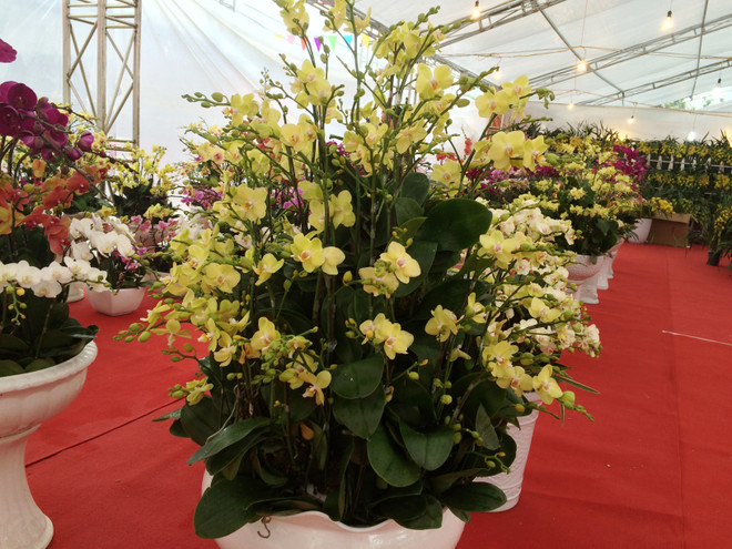 Thị trường hoa lan chơi Tết: Giá trên đà tăng cao nhưng vẫn đắt khách ảnh 3