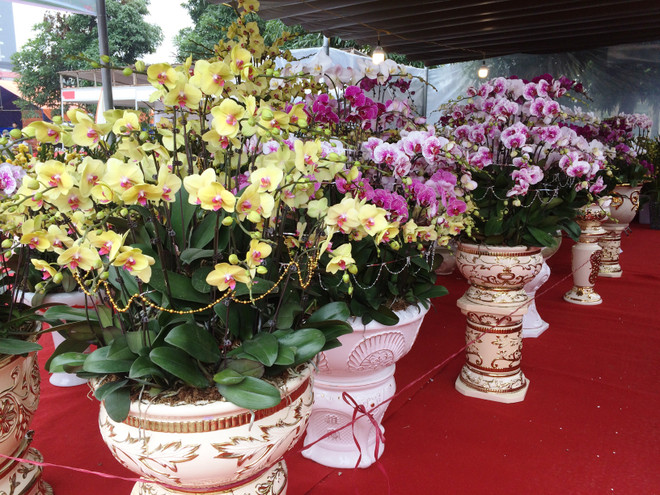 Thị trường hoa lan chơi Tết: Giá trên đà tăng cao nhưng vẫn đắt khách ảnh 10