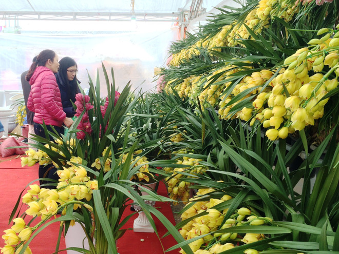 Thị trường hoa lan chơi Tết: Giá trên đà tăng cao nhưng vẫn đắt khách ảnh 14