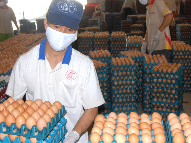 Hơn 1 triệu tấn thịt, 11 tỷ quả trứng sẵn sàng cung ứng phục vụ Tết ảnh 2