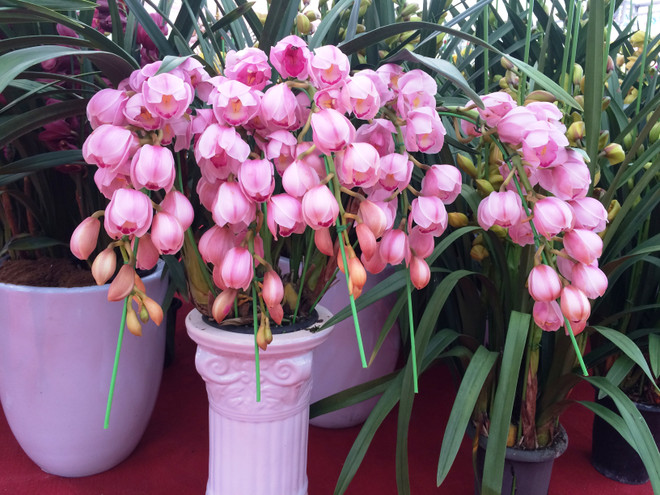 Thị trường hoa lan chơi Tết: Giá trên đà tăng cao nhưng vẫn đắt khách ảnh 8