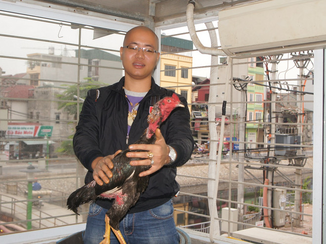 Thú chơi gà chọi “trăm triệu” của chàng trai Hà thành ảnh 1