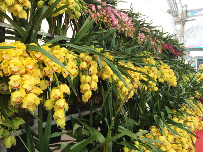 Thị trường hoa lan chơi Tết: Giá trên đà tăng cao nhưng vẫn đắt khách ảnh 7