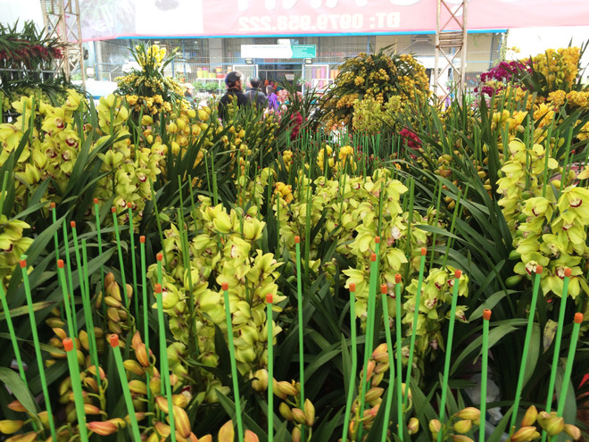 Thị trường hoa lan chơi Tết: Giá trên đà tăng cao nhưng vẫn đắt khách ảnh 6