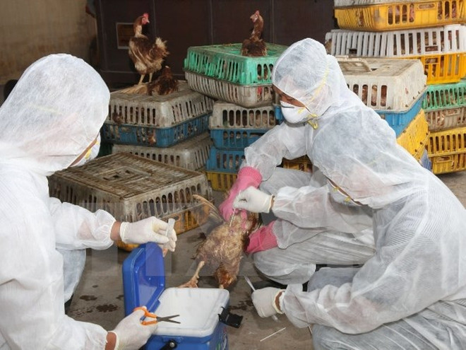 “Dẹp loạn kháng sinh" trong chăn nuôi hướng đến nền nông nghiệp sạch ảnh 2