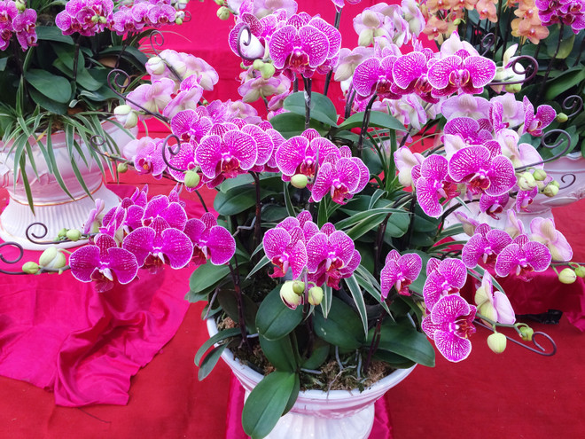 Thị trường hoa lan chơi Tết: Giá trên đà tăng cao nhưng vẫn đắt khách ảnh 1