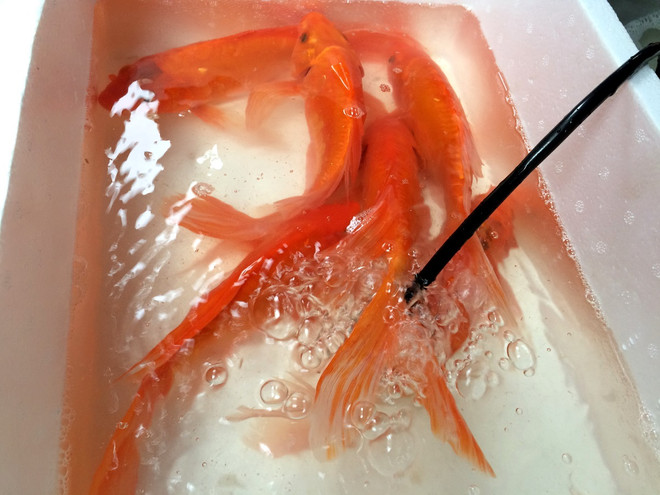 Cá chép đỏ “loạn giá” và “cháy hàng” ngày ông Công, ông Táo ảnh 1