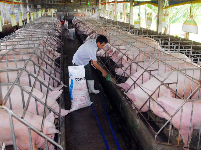 Đề nghị không “ngăn sông cấm chợ” đối với xe chở lợn sống ảnh 2