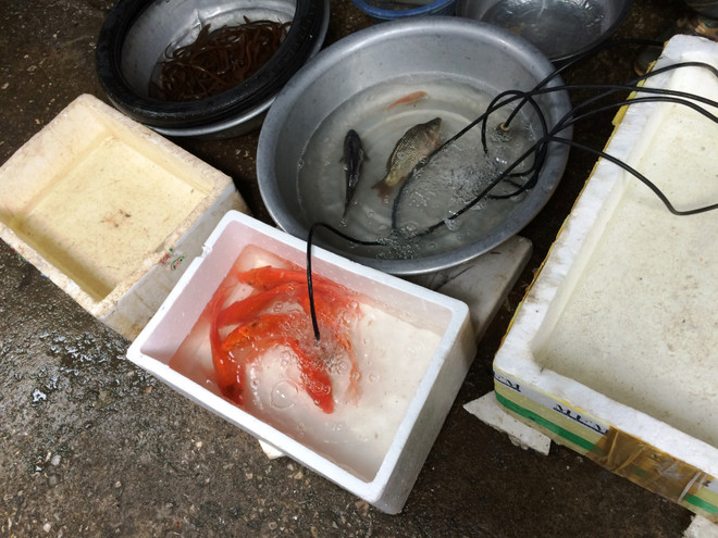 Tiểu thương bán cá chép đỏ dửng dưng 'hét giá'' ngày ông Công, ông Táo ảnh 14