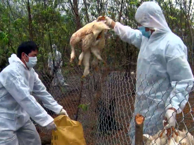 Cục Thú y công bố xảy ra 13 ổ dịch cúm gia cầm tại 7 tỉnh ảnh 1