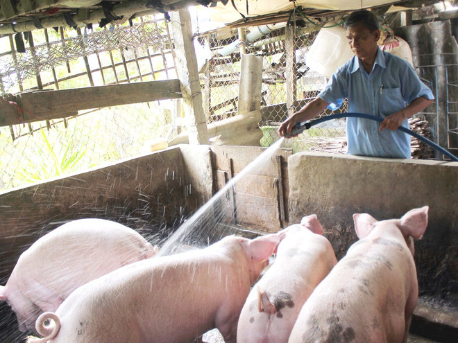 Dẹp vấn nạn bơm nước vào lợn, trâu, bò và hóa chất trong tôm ảnh 1