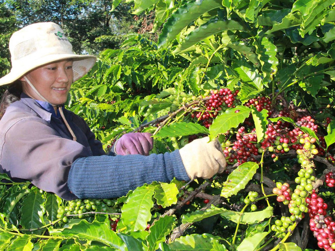 Tháng Một: Thị trường giá càphê trong nước biến động theo hướng tăng ảnh 1