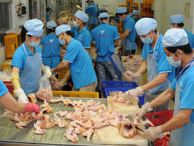 Giám sát an toàn thực phẩm đối với thịt gà chế biến xuất khẩu ảnh 1