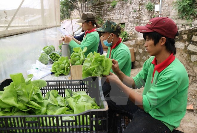 Đóng gói rau tại một trang trại trồng rau thủy canh tại thành phố Đà Lạt trước khi đưa đi tiêu thụ. (Ảnh: Nguyễn Dũng/TTXVN) Cả nước có 10.756 hợp tác xã đạt doanh thu trung bình hơn 1 tỷ đồng ảnh 1