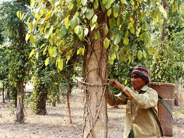 Tăng cường chống hạn, xâm nhập mặn và chủ động ứng phó El Nino ảnh 1