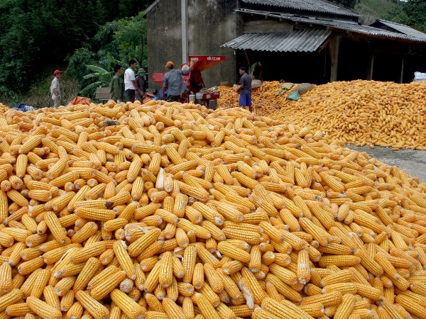 Từ 2015, Việt Nam sẽ bắt đầu sản xuất cây trồng biến đổi gen ảnh 1