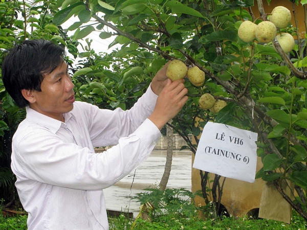 Australia hỗ trợ 1,4 triệu AUD phát triển trái cây vùng Tây Bắc ảnh 1