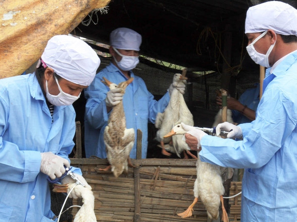 Xuất, cấp vắcxin phòng chống dịch bệnh cho các địa phương ảnh 1