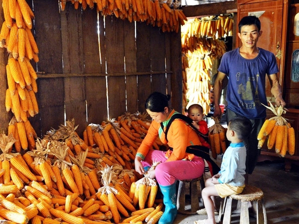 Ngô biến đổi gen đầu tiên được cấp chứng nhận an toàn sinh học ảnh 1