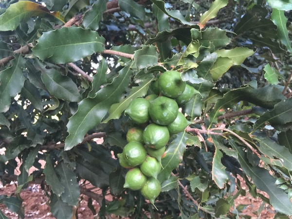 Dành 22.000 tỷ đồng đưa mắcca trở thành cây "chủ lực" ở Tây Nguyên ảnh 2