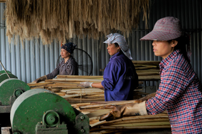 Khánh thành Hợp tác xã sản xuất sợi chuối đầu tiên tại Việt Nam ảnh 2