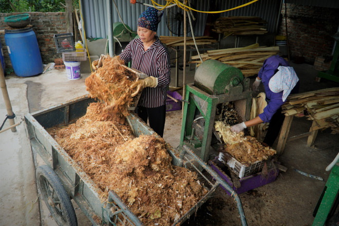 Khánh thành Hợp tác xã sản xuất sợi chuối đầu tiên tại Việt Nam ảnh 3
