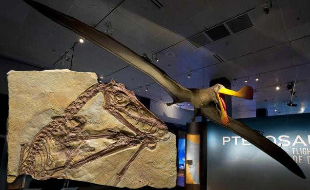 Triển lãm về loài thằn lăn bay ở thành phố New York ảnh 1