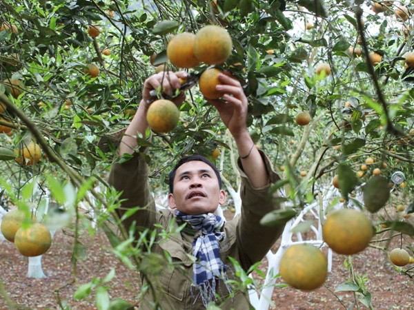 Agribank cho vay thí điểm nông nghiệp ứng dụng công nghệ cao ảnh 1