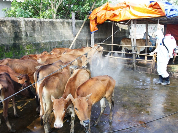 Phun thuốc tiêu độc khử trùng tại chuồng đàn bò bị dịch lở mồm long móng. (Ảnh: Hồ Cầu/TTXVN) Thời tiết giá rét, dịch lở mồm long móng có thể phát tán diện rộng ảnh 1