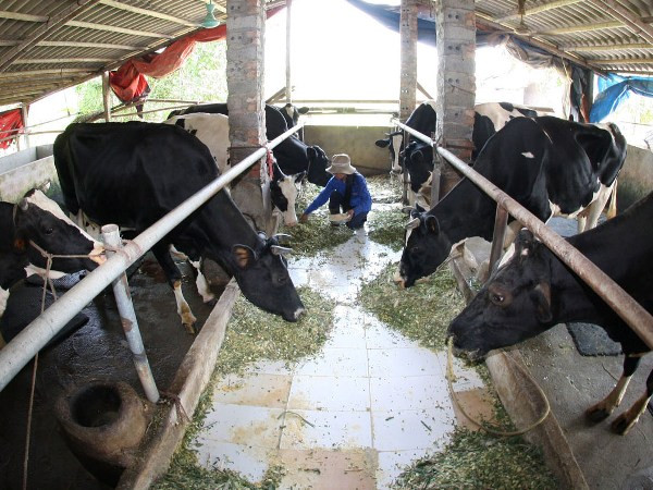 Cục Chăn nuôi phản hồi sau thông tin người dân đổ sữa ra đường ảnh 1