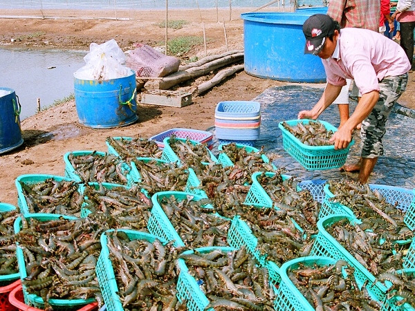 Phòng, chống dịch bệnh và kiểm soát chất lượng vật tư trên tôm nuôi ảnh 1