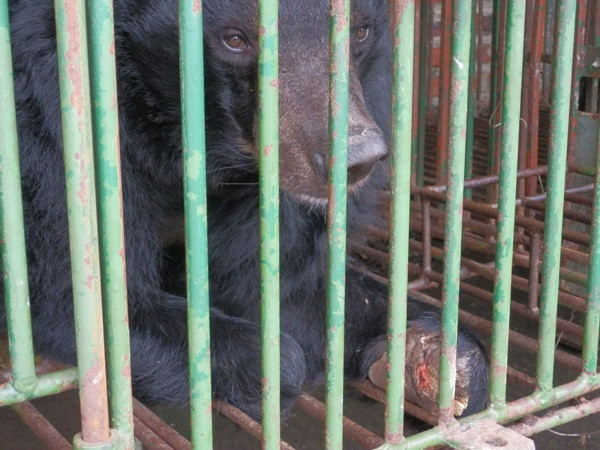 Gấu nuôi bị bỏ đói và chết hàng loạt tại các trang trại ở Hạ Long ảnh 1