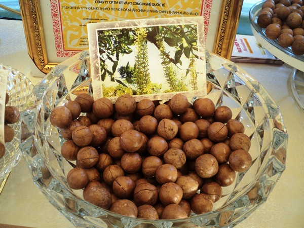 Cây thu nhập “tỷ đô” có thể giúp xóa nghèo ở Tây Nguyên và Tây Bắc ảnh 1