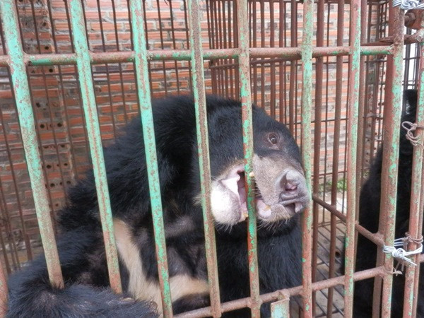 Khẩn trương chuyển giao toàn bộ số gấu nuôi bị bỏ đói ở Quảng Ninh ảnh 1