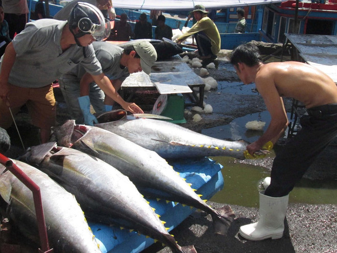  Hơn 14.500 tỷ đồng xây dựng 6 trung tâm nghề cá lớn trong cả nước ảnh 1