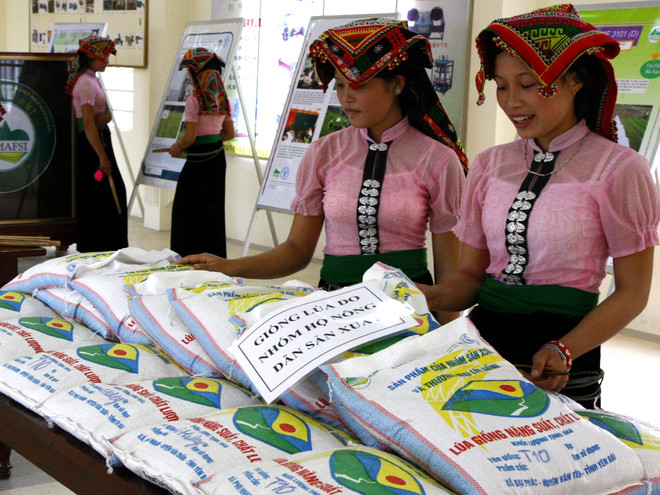 Xuất miễn phí hơn 2000 tấn hạt giống khắc phục hậu quả thiên tai ảnh 1