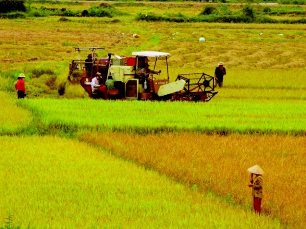 VietinBank-“bà đỡ” tín dụng cho khu vực nông nghiệp, nông thôn ảnh 1
