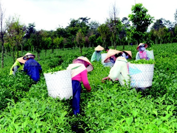 VietinBank-“bà đỡ” tín dụng cho khu vực nông nghiệp, nông thôn ảnh 2