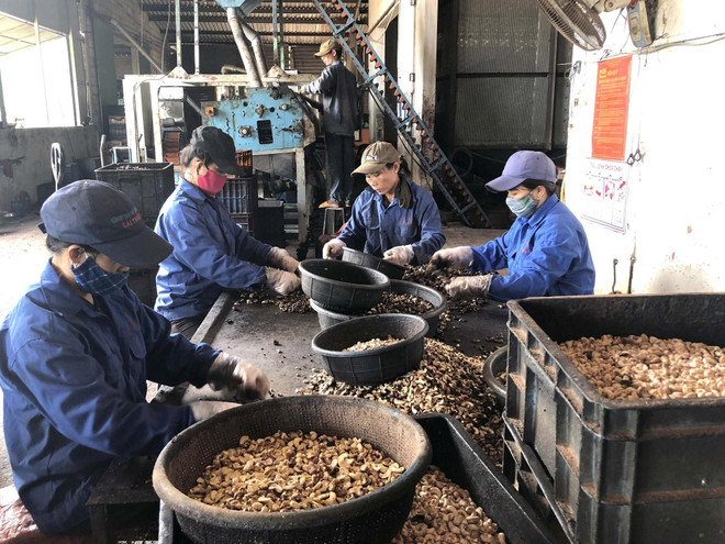 Công nhân Công ty TNHH Việt Hưng (xã Hoài Tân, huyện Hoài Nhơn, tỉnh Bình Định) đang phân loại điều. (Ảnh: Nguyên Linh-TTXVN) Kinh tế Việt Nam vẫn sẽ bật tăng dù thế giới suy giảm ảnh 2