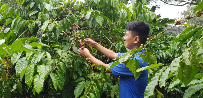 Phó Thống đốc: Sẽ dành cơ chế đặc thù cho khu vực Tây Nguyên ảnh 1