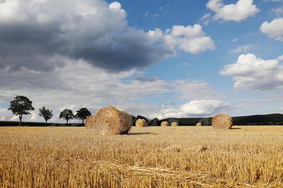 Nghệ sĩ Đức gây sốc với các màn ngụy trang bằng cách vẽ trên cơ thể ảnh 4