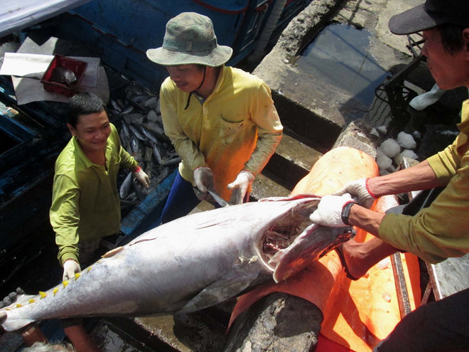 Khai thác thủy sản đầu năm tăng cao, nghề cá tra vẫn lỗ nặng ảnh 1