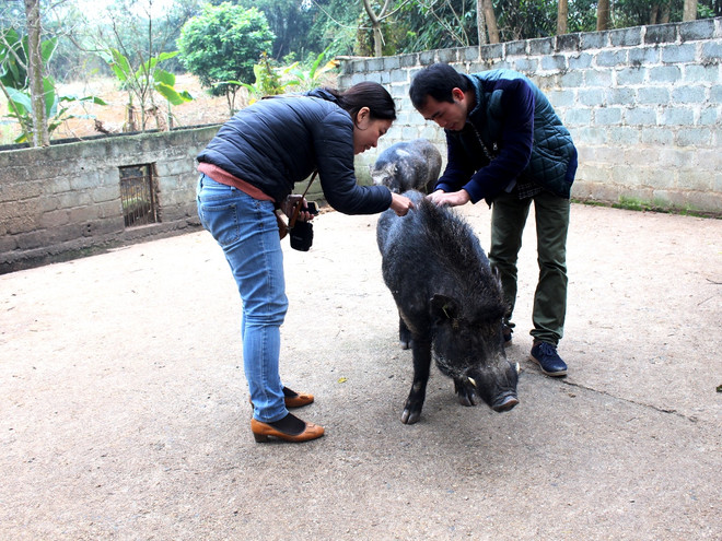 Nuôi lợn rừng đưa thực phẩm sạch xuống phố ăn lấy “hên” đầu năm ảnh 2