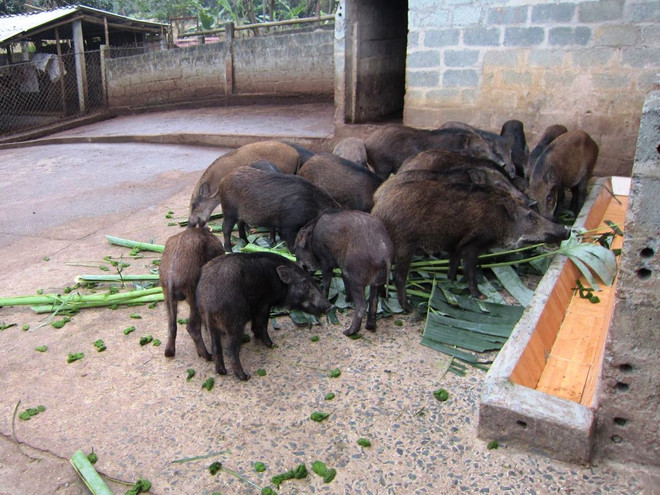 Nuôi lợn rừng đưa thực phẩm sạch xuống phố ăn lấy “hên” đầu năm ảnh 3