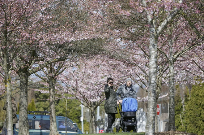 Hoa anh đào nở rộ, rực rỡ khoe sắc tại thành phố Vancouver ảnh 1