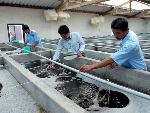 Tái cấp vốn 0% cho ngân hàng đã khoanh nợ cho người nuôi tôm và cá tra ảnh 1