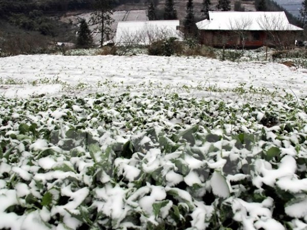 Gia hạn và khoanh nợ cho những hộ bị thiệt hại do thiên tai ảnh 1